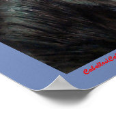 キャバロ/キャバロ/ウマ ポスター (角)