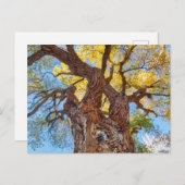 キャピトルリーフナショナルパークコットンウッドツリー ポストカード (正面/裏面)