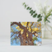 キャピトルリーフナショナルパークコットンウッドツリー ポストカード (スタンド正面)