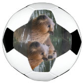 キャピバラスが川で泳いでいた。 サッカーボール (回転)