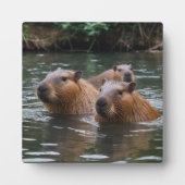 キャピバラスが川で泳いでいた。 フォトプラーク (正面)