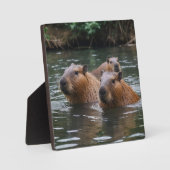 キャピバラスが川で泳いでいた。 フォトプラーク (正面)