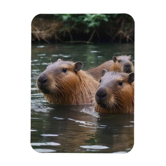 キャピバラスが川で泳いでいた。 マグネット (縦)