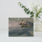 キャピバラ泳ぎ ポストカード (スタンド正面)