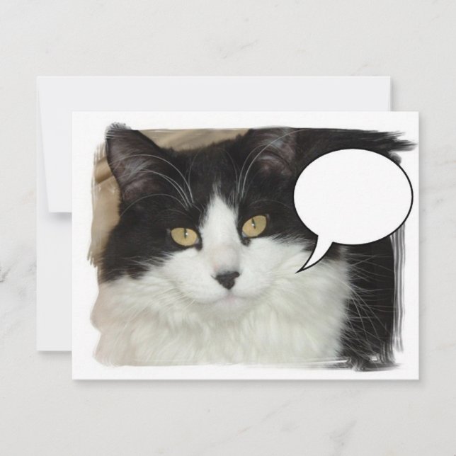 キャプション猫 (正面)