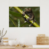 キャプティブタピハラカツリーフロッグハイロスキルタス2 ポスター (キッチン)