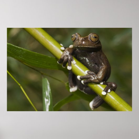 キャプティブタピハラカツリーフロッグハイロスキルタス2 ポスター (正面)