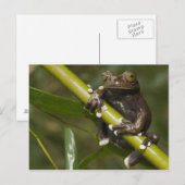 キャプティブタピハラカツリーフロッグハイロスキルタス2 ポストカード (正面/裏面)