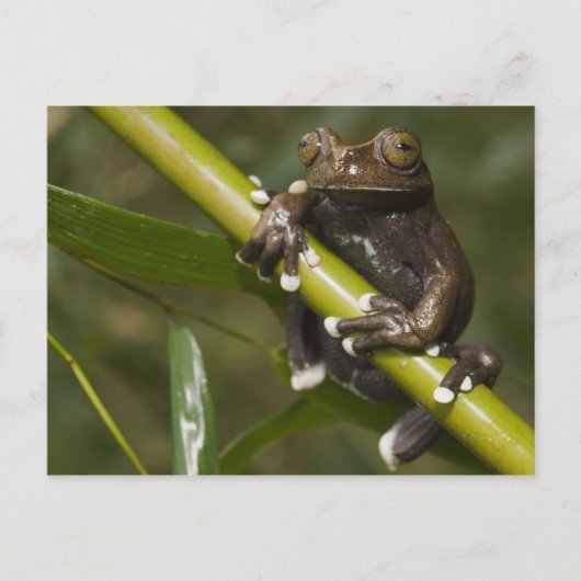 キャプティブタピハラカツリーフロッグハイロスキルタス2 ポストカード (正面)