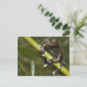 キャプティブタピハラカツリーフロッグハイロスキルタス2 ポストカード (スタンド正面)