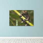 キャプティブタピハラカツリーフロージロスキルタス キャンバスプリント (インサイチュ (ウッドフロア))