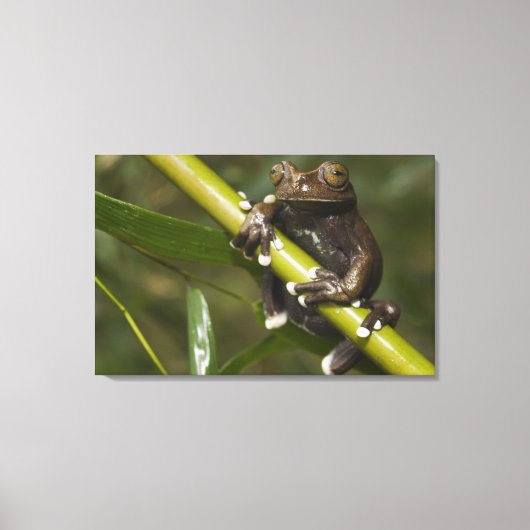 キャプティブタピハラカツリーフロージロスキルタス キャンバスプリント (正面)