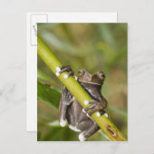 キャプティブタピハラカツリーフロージロスキルタス ポストカード (正面/裏面)