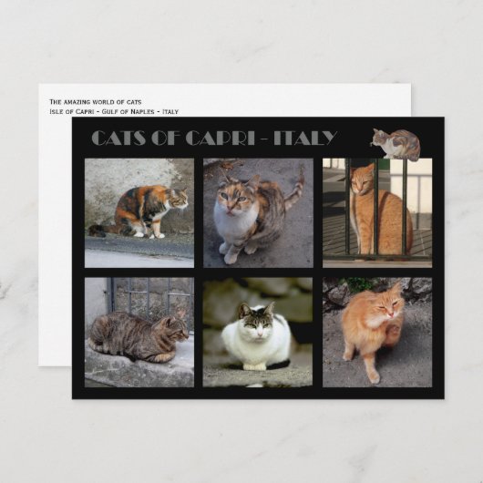 キャプリの猫 – イタリア ポストカード (正面/裏面)