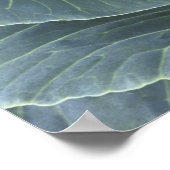 キャベツの頭に水滴を乗せて ポスター (角)