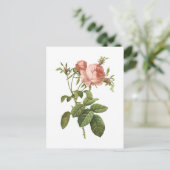 キャベツは(ローザのcentifoliaのfoliacea)上がりましたRedoutéによって ポストカード (スタンド正面)