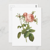 キャベツは(ローザのcentifoliaのfoliacea)上がりましたRedoutéによって ポストカード (正面/裏面)