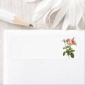 キャベツは(ローザのcentifoliaのfoliacea)上がりましたRedoutéによって ラベル (インサイチュ)