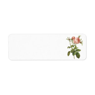 キャベツは(ローザのcentifoliaのfoliacea)上がりましたRedoutéによって ラベル