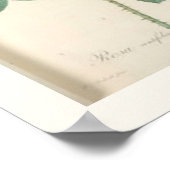 キャベツバラ植物英語バラ ポスター (角)