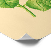 キャベツバラ ポスター (角)