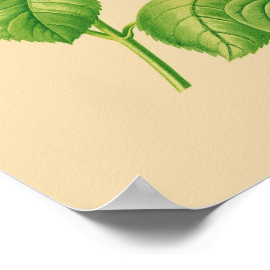 キャベツバラ ポスター (角)