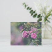 キャベツバラ ポストカード (スタンド正面)