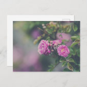 キャベツバラ ポストカード (正面/裏面)