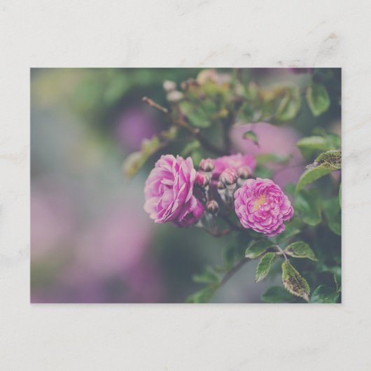 キャベツバラ ポストカード (正面)