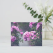 キャベツバラ ポストカード (スタンド正面)