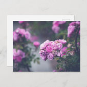 キャベツバラ ポストカード (正面/裏面)