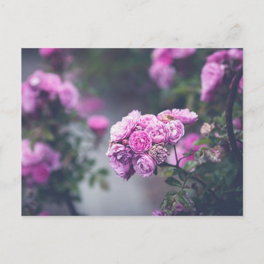 キャベツバラ ポストカード (正面)