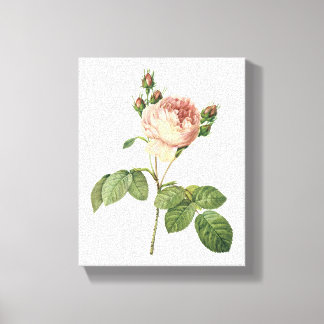 キャベツバラ(Rosa centifolia)バイレドゥーテ キャンバスプリント