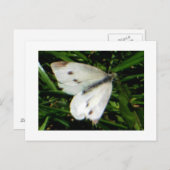 キャベツホワイトバタフライ ポストカード (正面/裏面)