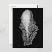 キャベツ中国のポートレート写真 ポストカード (正面/裏面)