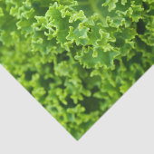 キャベツ模様 薄葉紙 (詳細)