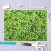 キャベツ模様 薄葉紙 (クラフト)