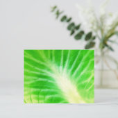 キャベツ葉 ポストカード (スタンド正面)