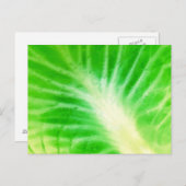 キャベツ葉 ポストカード (正面/裏面)