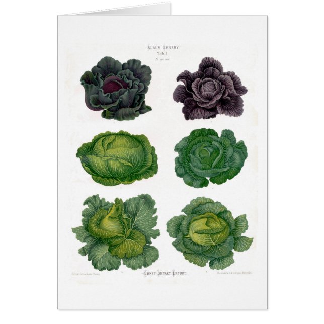 キャベツ (正面)