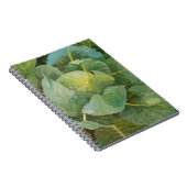 キャベツ ノートブック (右側)