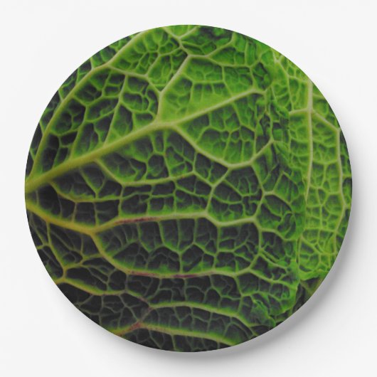 キャベツ ペーパープレート (正面)