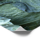 キャベツ ポスター (角)