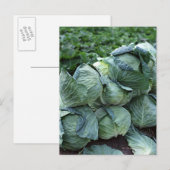 キャベツ ポストカード (正面/裏面)