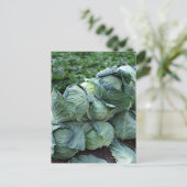 キャベツ ポストカード (スタンド正面)