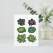 キャベツ ポストカード (スタンド正面)