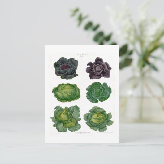 キャベツ ポストカード (スタンド正面)