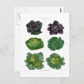 キャベツ ポストカード (正面/裏面)