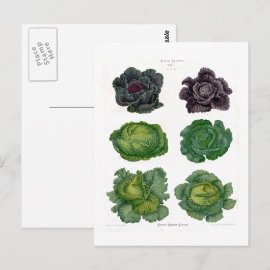 キャベツ ポストカード (正面/裏面)