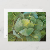 キャベツ ポストカード (正面/裏面)